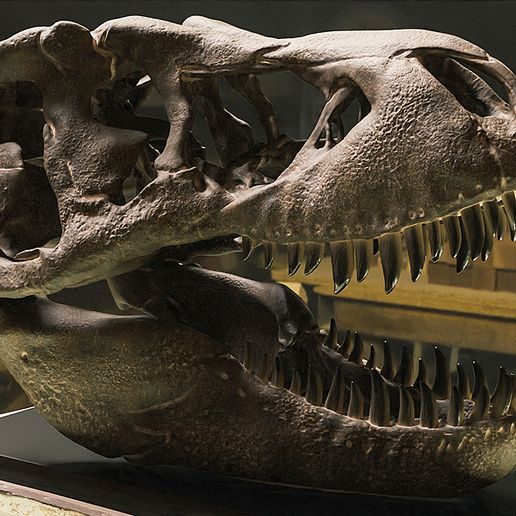 Tyrannosaurus Skull Model ティラノサウルス Tyrannosaurus Skull Model ティラノサウルス Tyrannosaurus