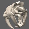 08.jpg Smilodon Skull