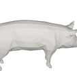 10003.jpg Pig- farm animal