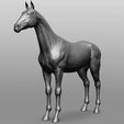 1.jpg Horse Breeds Collection