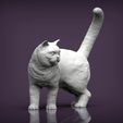british-shorthair-cat2.jpg british shorthair cat 3D print model