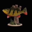 peacock-bass-trophy-natural-2-2-10.png Peacock bass (Cichla ocellaris) fish trophy in motion sculpture 2 underwater detailed texture for 3d printing