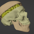 8.png 3D Model of Skull and Brain with Brain Stem