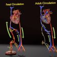 ps-0002.jpg Fetal and adult blood circulation