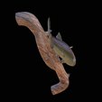 pstruh-12.png rainbow trout underwater statue on the wall detailed texture for 3d printing