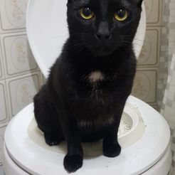20190527_222257.jpg Fichier STL KIT DE FORMATION POUR CAT TOILETTE v2.2 - KIT DE FORMATION POUR CAT TOILETTE v2.2・Modèle imprimable en 3D à télécharger