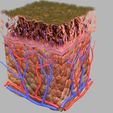 untitlcdjkdded.jpg epithelial cells types collection 3D