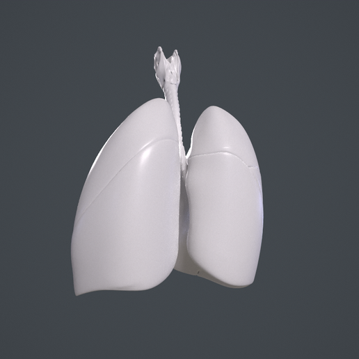 1_006.png Human Lungs