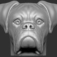4.jpg Boxer dog for 3D printing