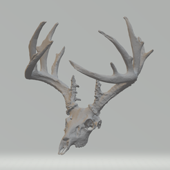 Image-3.png Deer Skull and Antlers