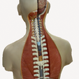 spinebody.png Anatomical Body (Spine)