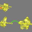 olfactory-system-smell-odour-detail-labelled-3d-model-blend-8.jpg Olfactory system smell odour detail labelled 3D model