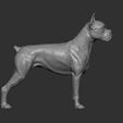 boxer13.jpg Boxer dog 3D print model