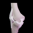 knee3.png Knee Anatomy