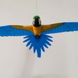 IMG_20240621_152710523.jpg Flying Macaw