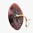 Placenta_-Tumbnail.png Placenta Anatomy