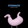 Stomach-Anatomical-Model-thumb.jpg Stomach Anatomical Model