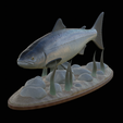 salmo-salar-1-11.png Atlantic salmon / salmo salar / losos obecný fish underwater statue detailed texture for 3d printing