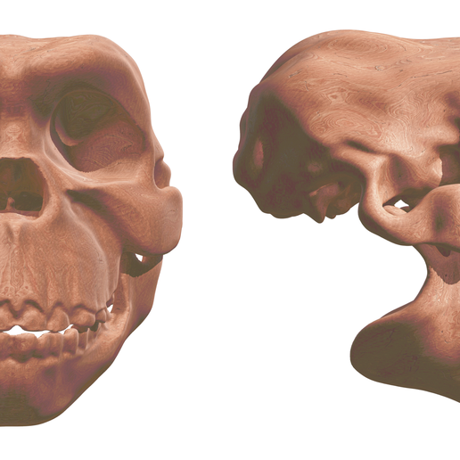 1.png Human Evolution: exclusive pack of 5 skulls