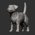 Jack-Russell-Terrier10.jpg Jack Russell Terrier Longhair 3D print model