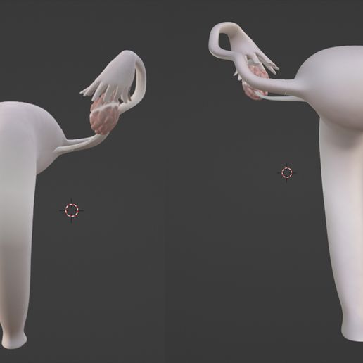 27.jpg 3D Model of Female Reproductive, Urinary System, Hip and Sacrum