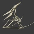 02.jpg Pteranodon: Complete 3D skeletal anatomy.