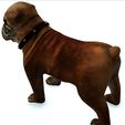 02.jpg DOWNLOAD BULLDOG 3d model - animated for - MAYA - BLENDER 3 - 3DS MAX - UNITY - UNREAL - CINEMA 4D - 3D printing  DINOSAUR CANINR LABRADOR RAPTOR PREDATOR PE HUNTER PLUSH PET HOUSE HOME GARDEN PROTECTOR PET MAN BOY CHILDREN RAPTOR