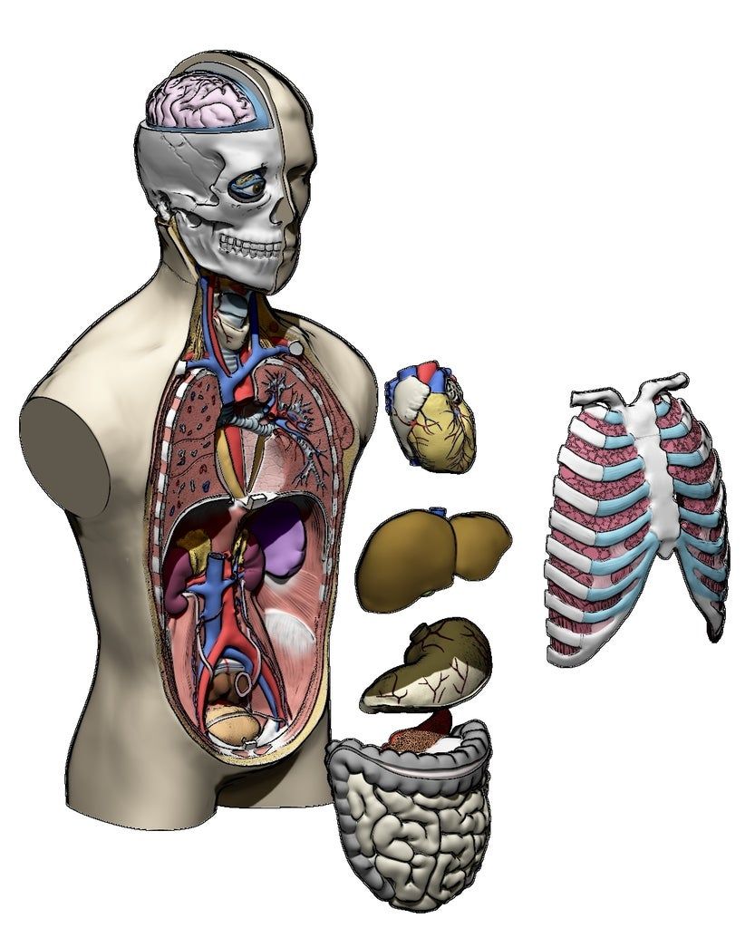 exploded.jpg Fichier STL gratuit Modèle de torse d'anatomie humaine・Modèle à télécharger et à imprimer en 3D, ccjr
