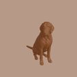Otterhound_0001.jpg Otterhound Dog in Sitting Pose