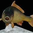 Carp-trophy-statue-17.png fish carp / Cyprinus carpio in motion trophy statue detailed texture for 3d printing