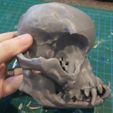 pug-skull-06.jpg Pug skull
