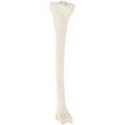 axis-scientific-axis-scientific-tibia-bone__66905.jpg 3D Model of Tibia Bone