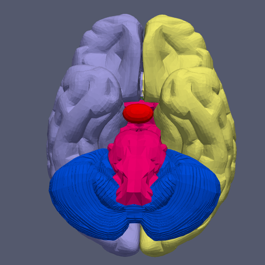 🧠 3D Model of Human Brain v3・ STL File for 3D printing・Cults