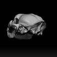 ZBrush-Document.jpg Cat Skull Study