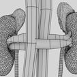 w5.jpg Genito-urinary tract male 3D model 3D model