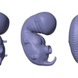 4_Weeks_Matcap_04.png 3D file 4 Weeks Human embryonic (baby stages)・3D printing design to download