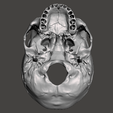 Captura-4.png Detailed Hollow Skull / Cráneo Hueco Detallado / Detailed Hollow Skull