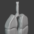 blender_back.png Realistic looking lungs