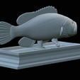 White-grouper-open-mouth-statue-48.png fish white grouper / Epinephelus aeneus open mouth statue detailed texture for 3d printing