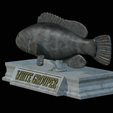 White-grouper-statue-17.png fish white grouper / Epinephelus aeneus statue detailed texture for 3d printing