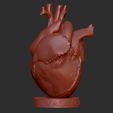 5.jpg Human Heart