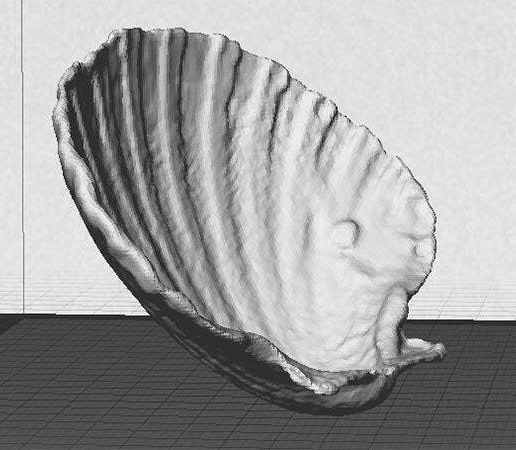 side_display_large.jpg Sea Shell - Digitizer MultiScan