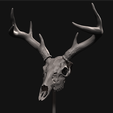 Main.png Deer skull with stand