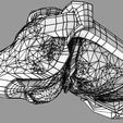 file-7.jpg Knee joint cut open detail labelled 3D model