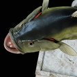 Bass-trophy-26.png Largemouth Bass / Micropterus salmoides fish in motion trophy statue detailed texture for 3d printing