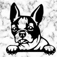 Sin-título.jpg boston terrier dog wall decoration wall mural dog deco wall house pet Pet realistic