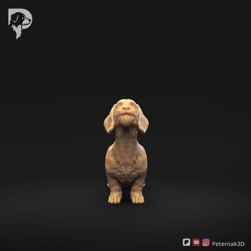 Dachshund-Miniature-Wire-Haired-Pose-02-Dog-3D-Print-10s.jpeg Dachshund Miniatura Pelo de Alambre Pose 02