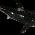 s1.jpg SHARK, DOWNLOAD Shark 3D modeL - Animated for Blender-fbx-unity-maya-unreal-c4d-3ds max - 3D printing SHARK SHARK FISH - TERROR  - PREDATOR - PREY - POKÉMON - DINOSAUR - RAPTOR