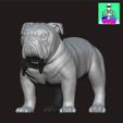 bulldogpetshop1.jpg Bulldog High Detail Model