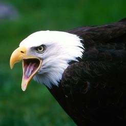 HD-wallpaper-screaming-eagle-animal-selected.jpg 3D file Screaming Metal Bird・3D printing idea to download